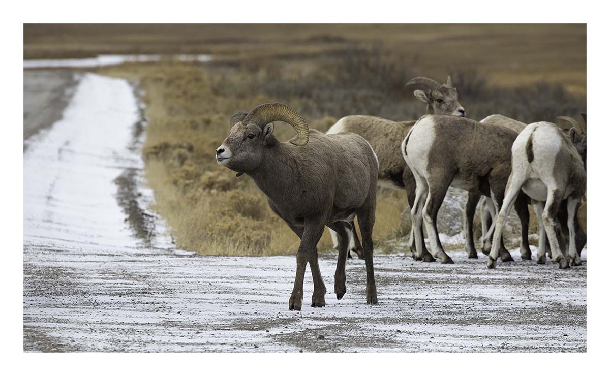 National Elk Refuge